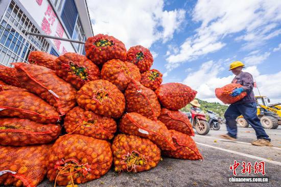 图为村民正在搬运堆放刺梨。罗大富 摄