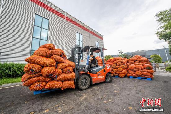 图为贵州省毕节市高新区一家刺梨加工企业里，工人正在将刺梨卸载。罗大富 摄