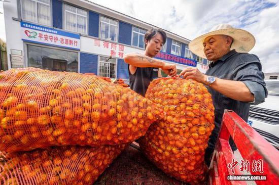 图为村民正在搬运堆放刺梨。罗大富 摄