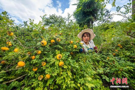 图为村民正在采收成熟的刺梨。罗大富 摄