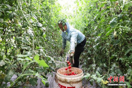 9月19日，工人在采摘圣女果。记者 瞿宏伦 摄
