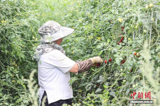 9月19日，工人在采摘圣女果。记者 瞿宏伦 摄