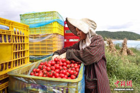 9月19日，工人在整理采摘的圣女果。记者 瞿宏伦 摄