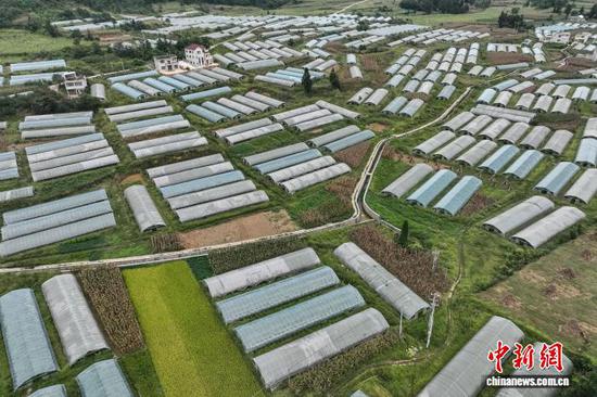 9月19日，贵州省黔西市洪水镇长堰社区圣女果种植基地。(无人机照片)记者 瞿宏伦 摄