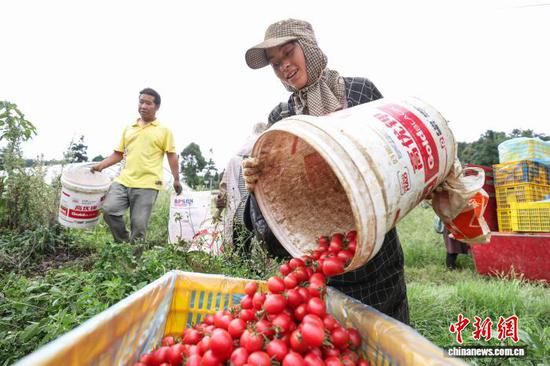 9月19日，工人在整理采摘的圣女果。记者 瞿宏伦 摄