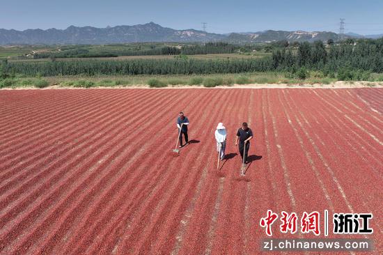 图为:河北邢台内丘酸枣晒制现场。中新社发 主办方供图