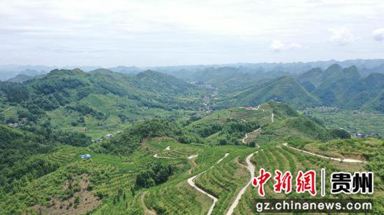 木引镇蜂糖李种植基地 木引镇蜂糖李种植基地