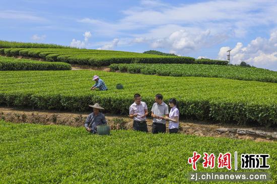 浙江泰顺，农行泰顺支行工作人员走访调研茶园。 农行温州分行 供图