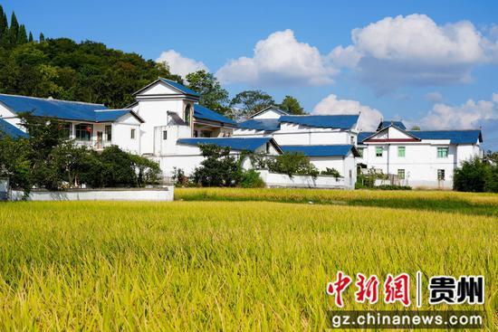 清镇市右七村稻田迎丰收 清镇市右七村稻田迎丰收