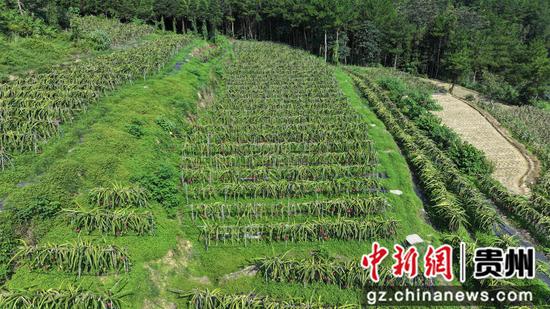 龙坪镇板庚村蜜宝火龙果种植基地 龙坪镇板庚村蜜宝火龙果种植基地