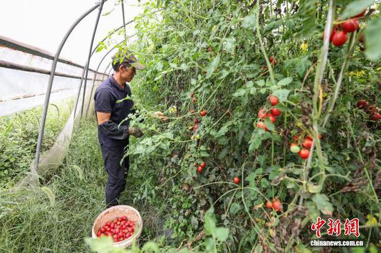 9月19日，工人在采摘圣女果。记者 瞿宏伦 摄