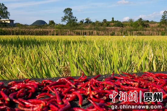 清镇市民乐村稻田迎丰收 清镇市民乐村稻田迎丰收