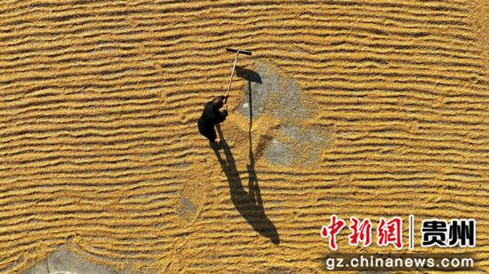 清镇市民乐村稻田迎丰收 清镇市民乐村稻田迎丰收