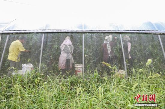 9月19日，工人在大棚内采摘圣女果。记者 瞿宏伦 摄