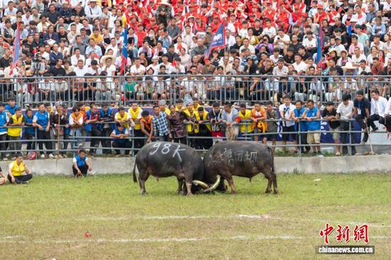 图为两头斗牛在打斗。吴德军 摄