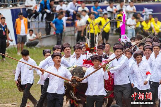 民众在从江县丙妹镇松学斗牛塘进行牛王踩塘。吴德军 摄