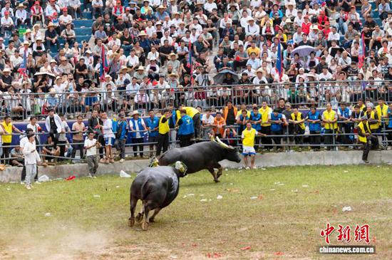 两头斗牛在从江县丙妹镇松学斗牛塘相互追逐。吴德军 摄