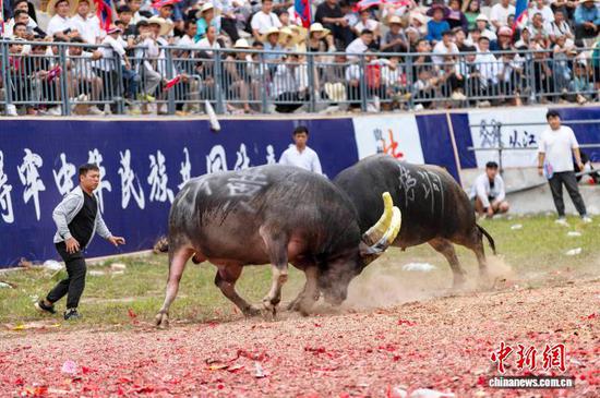两头斗牛在从江县丙妹镇松学斗牛塘打斗。吴德军 摄