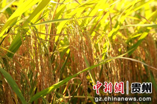 颗粒饱满的稻谷