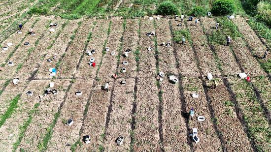 村民们在基地有序采挖百合种球。陈昆 摄 村民们在基地有序采挖百合种球。陈昆 摄