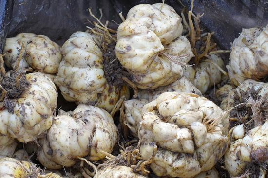 采挖的百合种球色泽鲜亮、个头饱满。何小雨 摄 采挖的百合种球色泽鲜亮、个头饱满。何小雨 摄