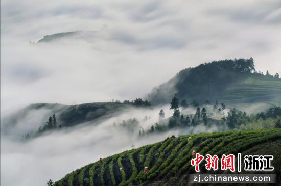 近日,景宁茶园一景(资料图)。 (主办方供图) 近日,景宁茶园一景(资料图)。 (主办方供图)