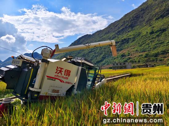 大型机械正在收割稻谷 大型机械正在收割稻谷