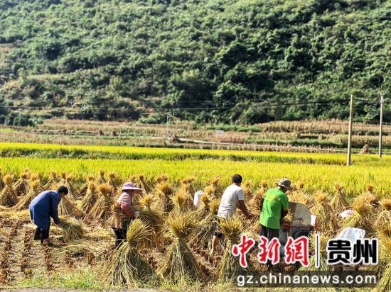 村民正在收稻谷 村民正在收稻谷