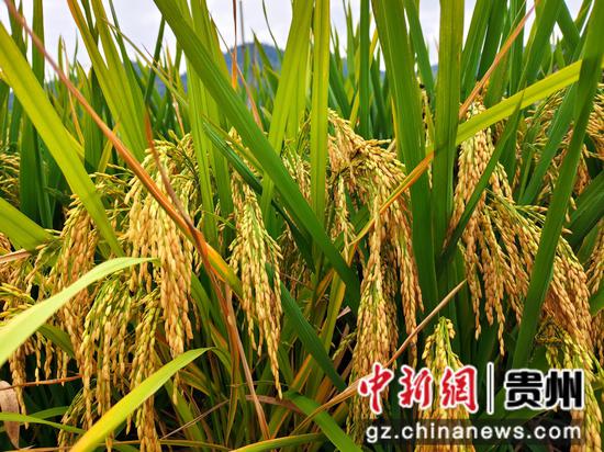 穗粒饱满的稻谷 穗粒饱满的稻谷