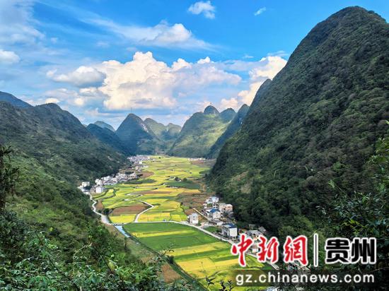 普定县穿洞街道水稻迎丰收 普定县穿洞街道水稻迎丰收