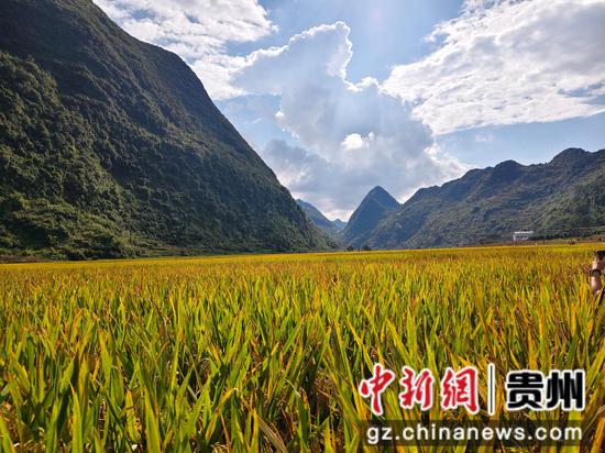 稻谷丰收 稻谷丰收