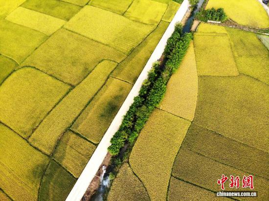 图为9月24日，航拍贵州省安顺市西秀区旧州镇稻田“丰”景如画。