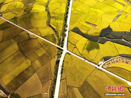 图为9月24日，航拍贵州省安顺市西秀区旧州镇稻田“丰”景如画。