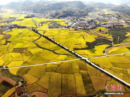 图为9月24日，航拍贵州省安顺市西秀区旧州镇稻田“丰”景如画。