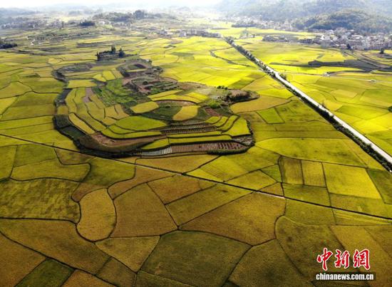 图为9月24日，航拍贵州省安顺市西秀区旧州镇稻田“丰”景如画。