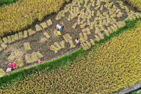 黔南州都匀市匀东镇坝固社区群众在丰收稻谷。潘希来 摄 黔南州都匀市匀东镇坝固社区群众在丰收稻谷。潘希来 摄