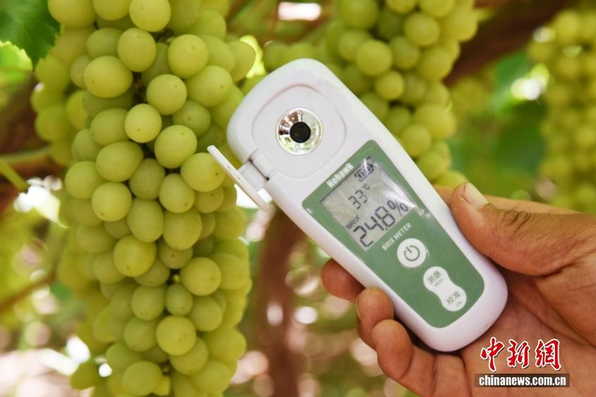【这个城市有点潮】新疆吐鲁番：“萄”气值拉满 极致温差下的“甜蜜热恋”