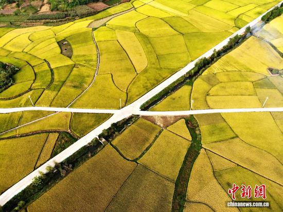 图为9月24日，航拍贵州省安顺市西秀区旧州镇稻田“丰”景如画。