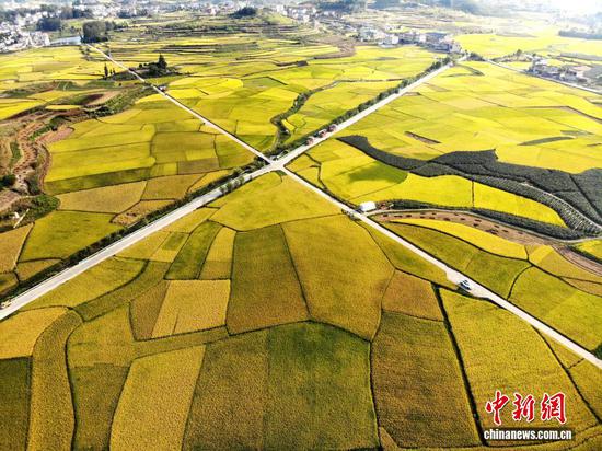 图为9月24日，航拍贵州省安顺市西秀区旧州镇稻田“丰”景如画。
