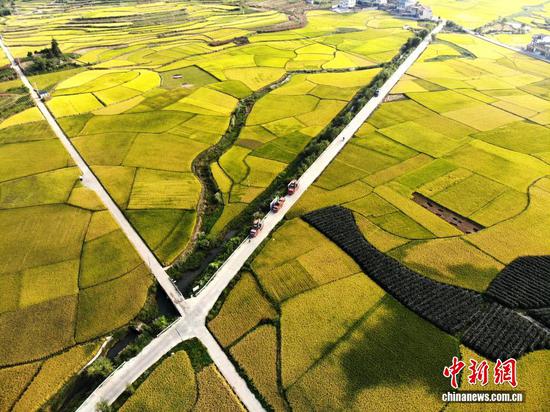 图为9月24日，航拍贵州省安顺市西秀区旧州镇稻田“丰”景如画。