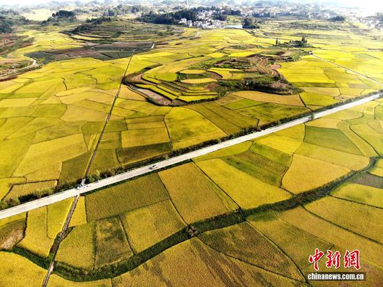 图为9月24日，航拍贵州省安顺市西秀区旧州镇稻田“丰”景如画。