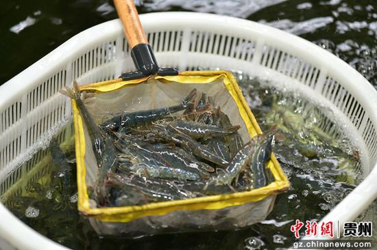 余庆智慧养虾基地实现98%自动化。李宁 摄
