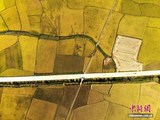 图为9月24日，航拍贵州省安顺市西秀区旧州镇稻田“丰”景如画。