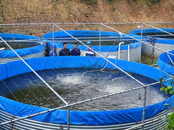钦州灵山供电局紧急调运应急发电设备,为养殖场提供临时电力供应。陈心诚 摄 钦州灵山供电局紧急调运应急发电设备,为养殖场提供临时电力供应。陈心诚 摄