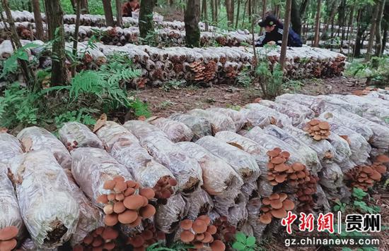 林下茶树菇种植基地。唐鹏 摄 林下茶树菇种植基地。唐鹏 摄