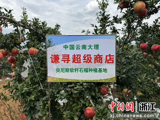 谦寻超级商店与云南大理突尼斯软籽石榴种植基地合作挂牌。谦寻供图