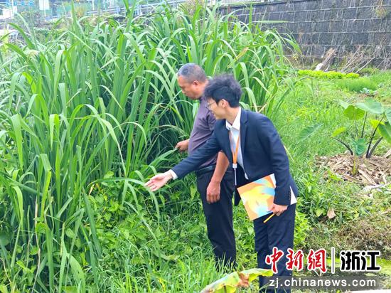 日前,温州银行丽水分行共富金融专员走访茭白种植户。(黄艳丹 供图) 日前,温州银行丽水分行共富金融专员走访茭白种植户。(黄艳丹 供图)