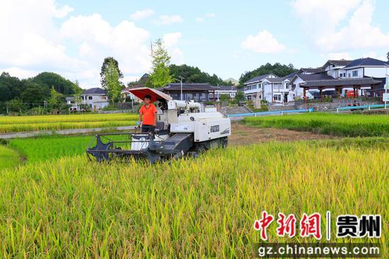 凤冈县进化镇临江村村民机械化收割水稻。饶云  摄 凤冈县进化镇临江村村民机械化收割水稻。饶云  摄