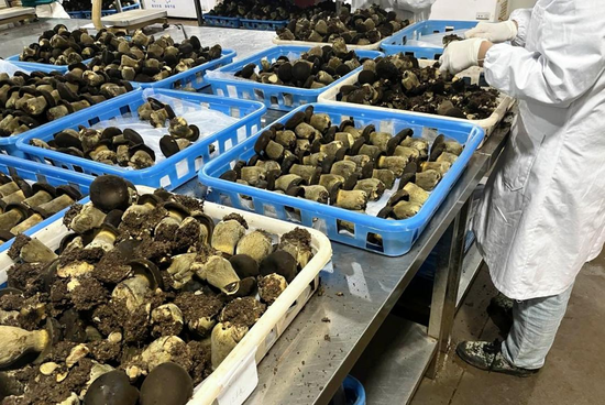 食用菌处理车间 食用菌处理车间