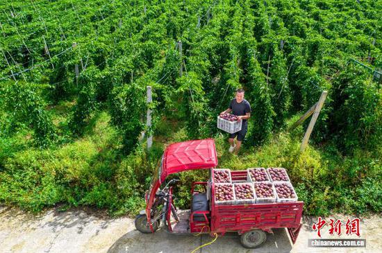 图为村民搬运百香果。 史开心 摄